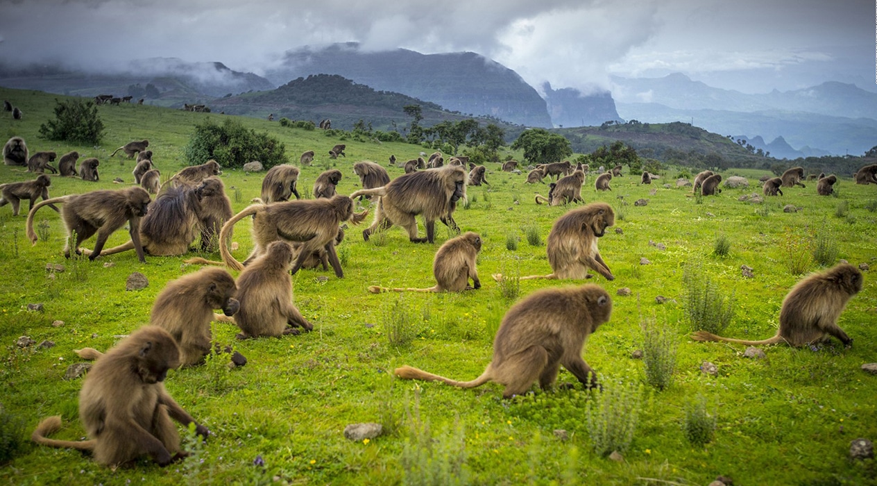 Etiopia picture